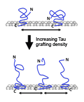 MT-Tau PNAS plus paper