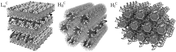 CL-DNA complex structures